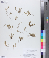 Alchemilla microcarpa image