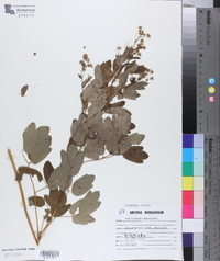 Thalictrum venulosum image