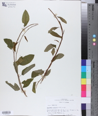 Berchemia scandens image