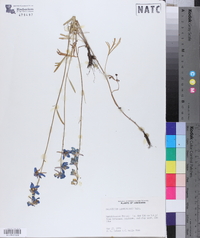 Delphinium carolinianum image