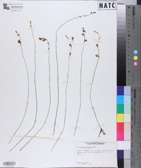 Utricularia juncea image