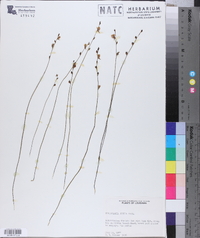 Utricularia juncea image