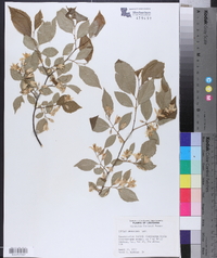 Styrax americanus image