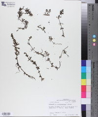 Limnophila x ludoviciana image