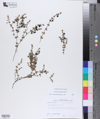 Galium hispidulum image