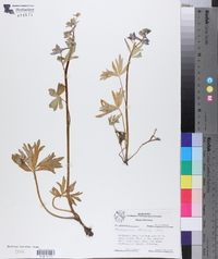 Delphinium tricorne image