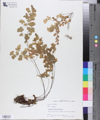 Adiantum capillus-veneris image