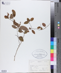 Berchemia scandens image