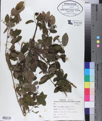 Berchemia scandens image