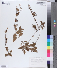 Berchemia scandens image