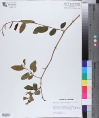 Berchemia scandens image