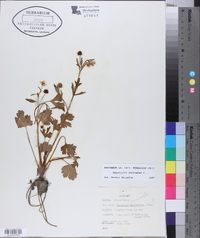 Ranunculus muricatus image