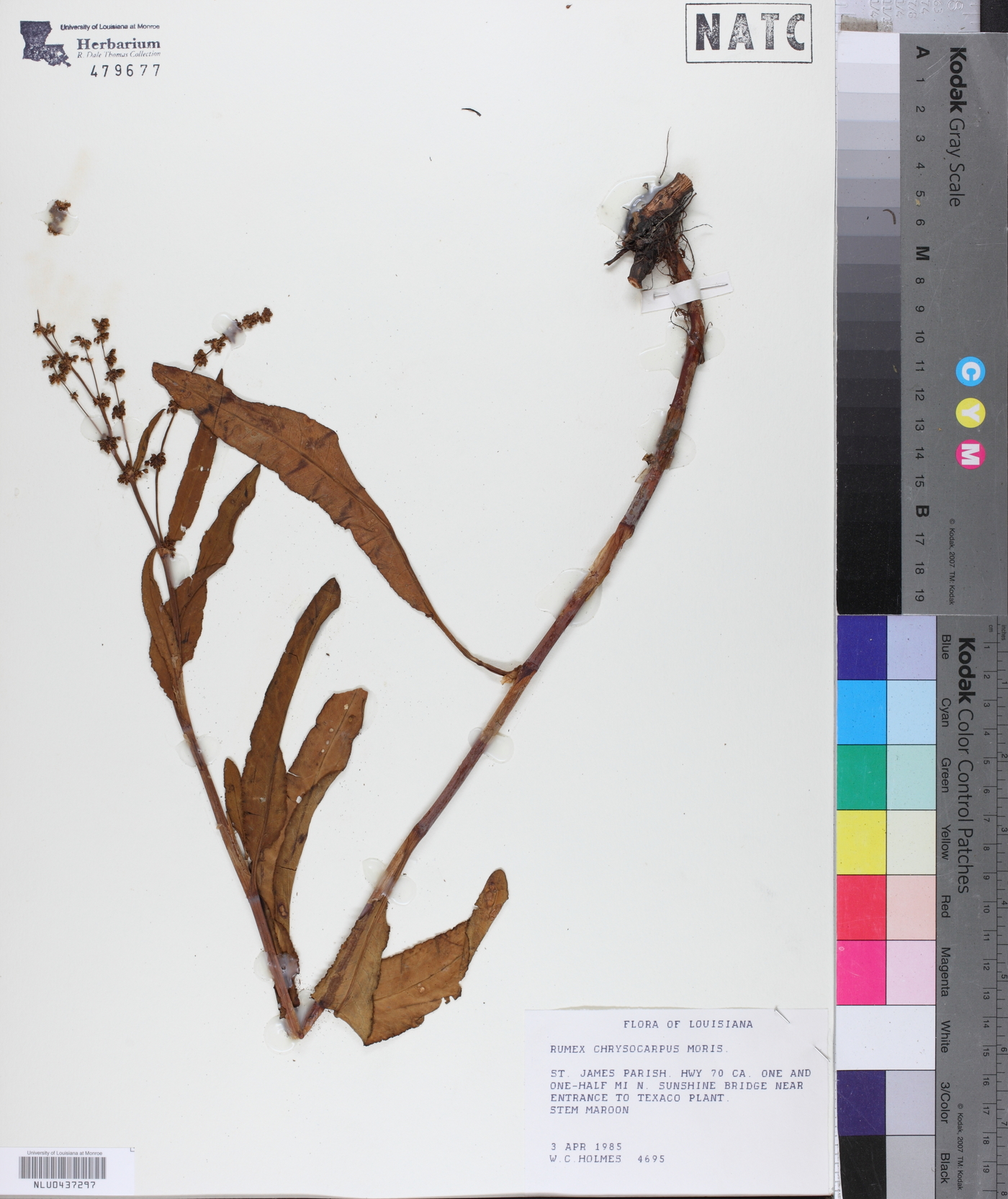 Rumex chrysocarpus image