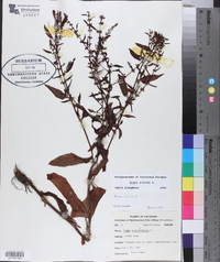 Rumex pulcher image