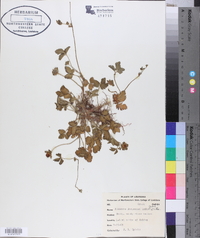 Potentilla indica image