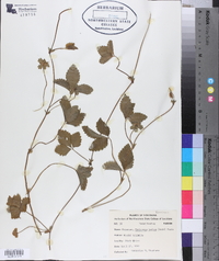 Potentilla indica image