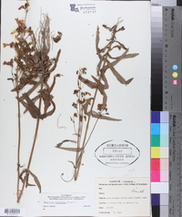 Penstemon laxiflorus image