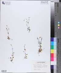 Houstonia pusilla image