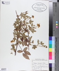 Rubus trivialis image