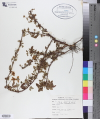 Rubus trivialis image