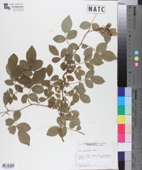 Rosa multiflora image