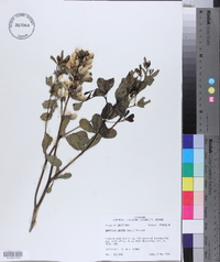 Baptisia alba var. macrophylla image