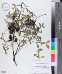 Baptisia alba image