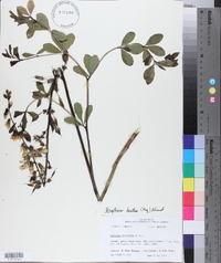 Baptisia alba var. macrophylla image