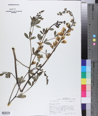 Baptisia alba image