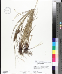 Carex complanata image