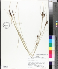 Carex complanata image