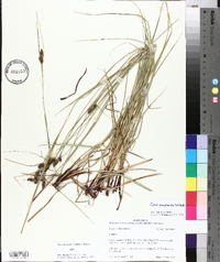 Carex complanata image