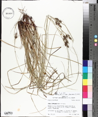 Carex complanata image