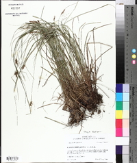 Carex complanata image