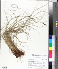 Carex complanata image