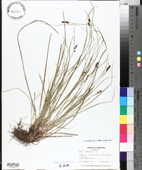 Carex complanata image