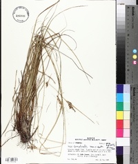 Carex complanata image