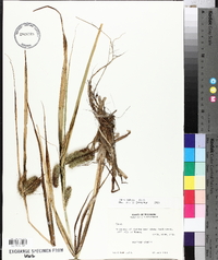 Carex comosa image