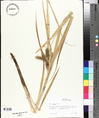 Carex comosa image