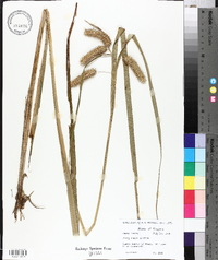 Carex comosa image