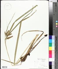 Carex comosa image