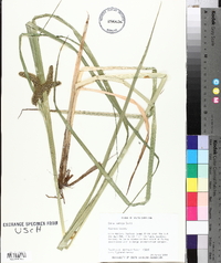 Carex comosa image