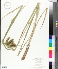 Carex comosa image