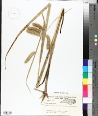 Carex comosa image