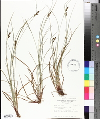 Carex complanata image