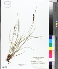 Carex complanata image