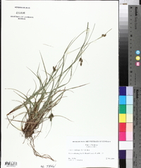 Carex complanata image