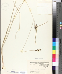 Carex complanata image