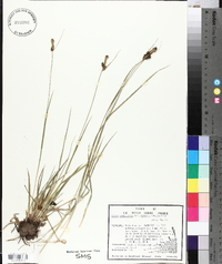 Carex complanata image