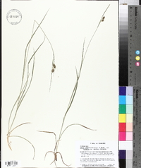 Carex complanata image